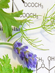 INGREDIENTS & TECHNOLOGY right banner